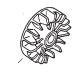Echo SRM4605 Flywheel OEM 15680142230